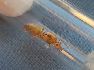 Green weaver queen with brood for sale
