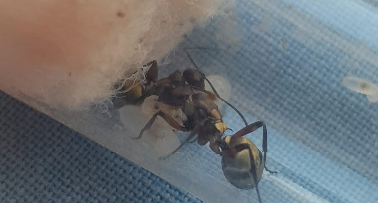 Multiple Polyrhachis species with first generation for sale
