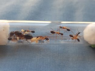 Multiple Camponotus species with 5+ workers for sale