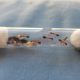 Multiple Camponotus species with 5+ workers for sale