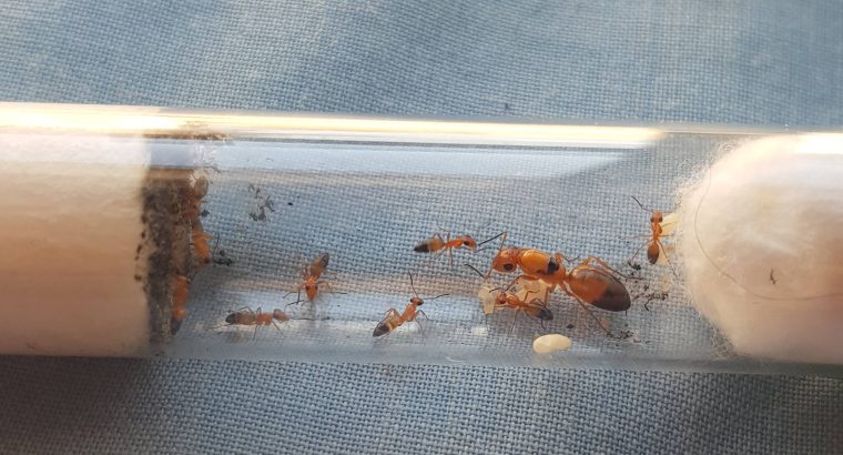 Multiple Opisthopsis species with 5+ workers for sale