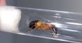 Camponotus consobrinus queens 2x