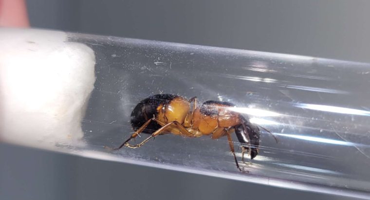 Camponotus consobrinus queens 2x