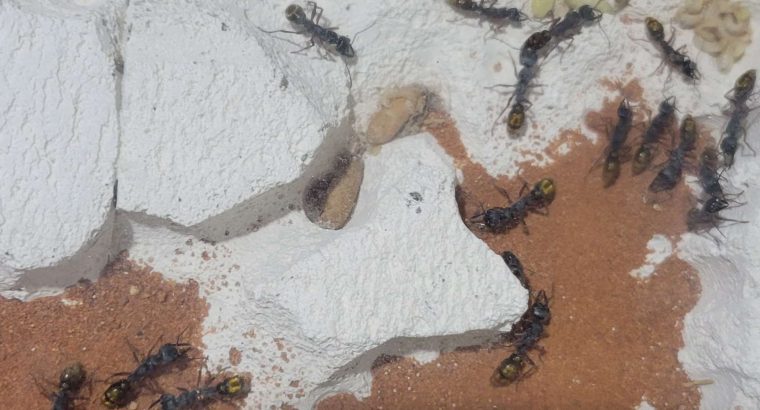 Myrmecia fulviculis – golden tailed bull ant – large colony