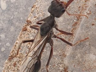 Myrmecia queen ant