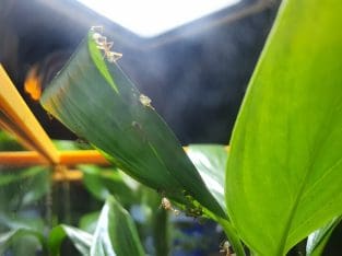 Weaver ants colony