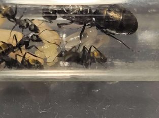 Various camponotus colonies