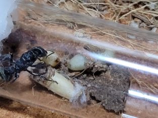 Myrmecia piliventris with 2 larvae and a cocoon (soon to be two cocoons)