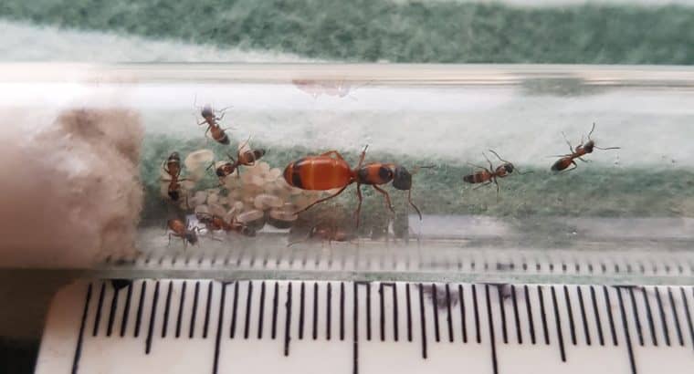 Opisthopsis rufithorax queen with 10+ workers for sale