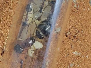 Camponotus nigriceps and myrmecia brevinoda for sale