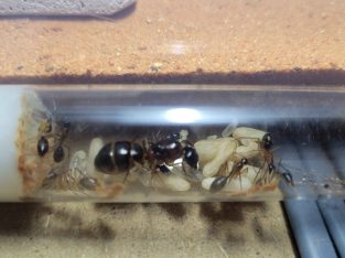 Camponotus sp and various specimens