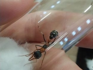 2x Myrmecia nigrocincta Dealate $45ea + ship