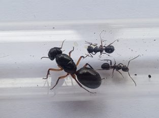 Multiple Camponotus queens and colony