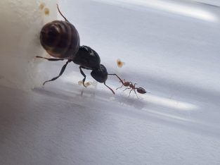 Multiple Crematogaster queens