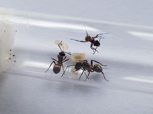 Multiple Polyrhachis queens and small colonies