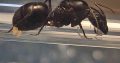 Camponotus Intrepidus