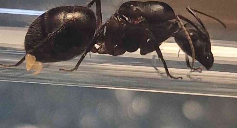 Camponotus Intrepidus