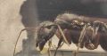 Camponotus Intrepidus
