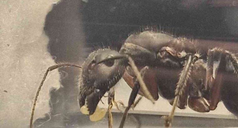 Camponotus Intrepidus