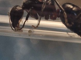 Camponotus Intrepidus