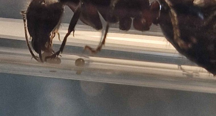 Camponotus Intrepidus