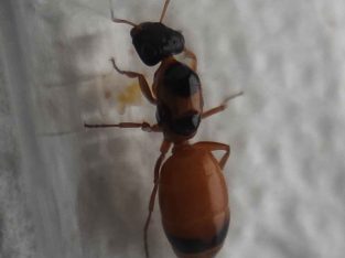 Various Species for Sale