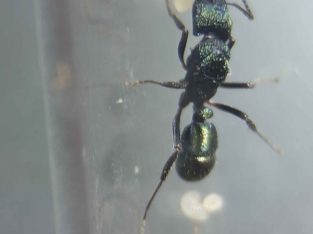 Myrmecia and rhytidoponera queens/colonies