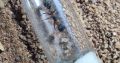 Myrmecia and rhytidoponera queens/colonies