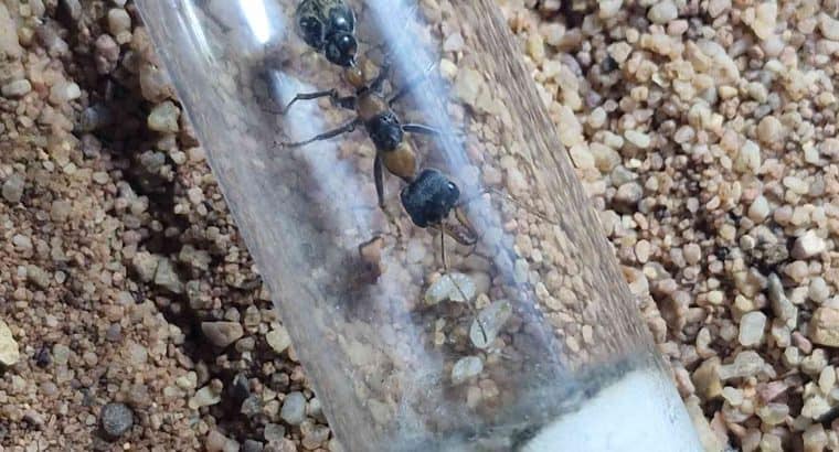 Myrmecia and rhytidoponera queens/colonies