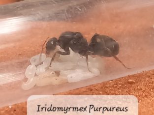 RARE and cheap queen ants for sale