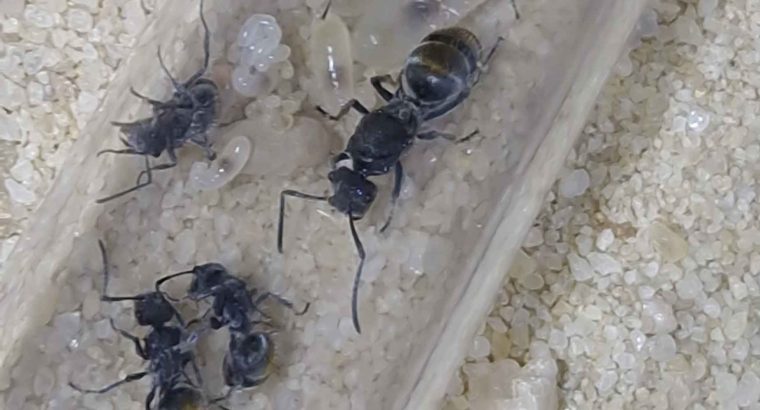 Golden Tail Polyrhachis colony and Rhytidoponera Victoriae queen