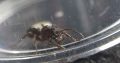 Golden Tail Polyrhachis colony and Rhytidoponera Victoriae queen