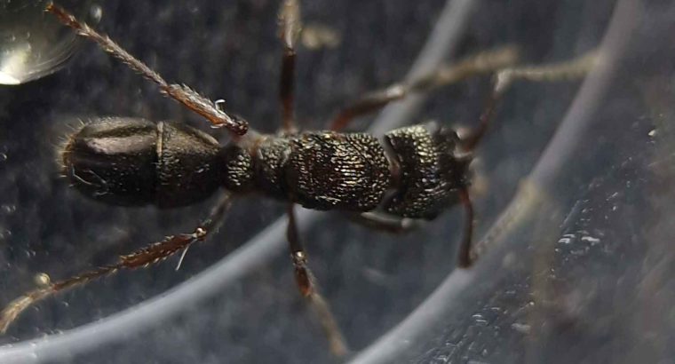 Golden Tail Polyrhachis colony and Rhytidoponera Victoriae queen