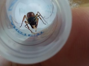 Camponotus nigriceps Q+brood × 5 queens available