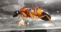 Queens with eggs