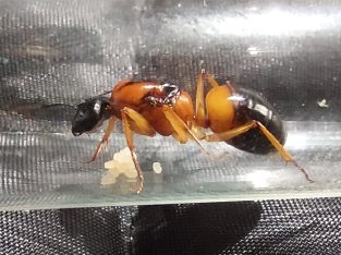 Queens with eggs