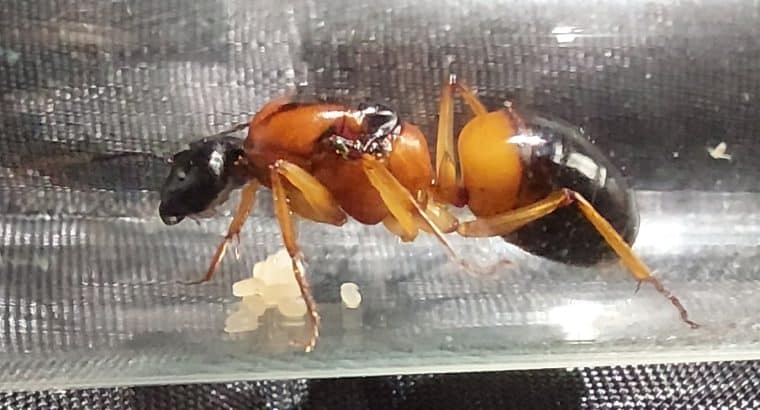 Queens with eggs