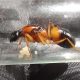 Queens with eggs