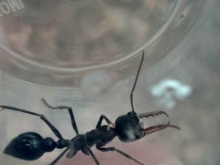 Various cheap queens for sale (Updated 13/04)