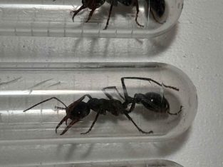 Various cheap queens for sale