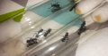 Polyrachis daemeli for 45 each or i can trade