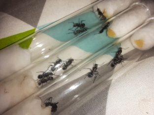Polyrachis daemeli for 45 each or i can trade