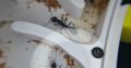 Myrmecia pyriformis colony in nest
