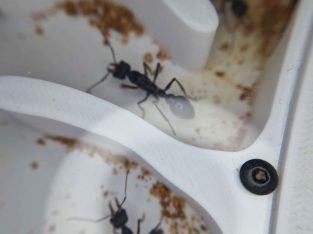 Myrmecia pyriformis colony in nest