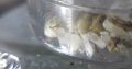 Myrmecia and oecophylla colonies for sale