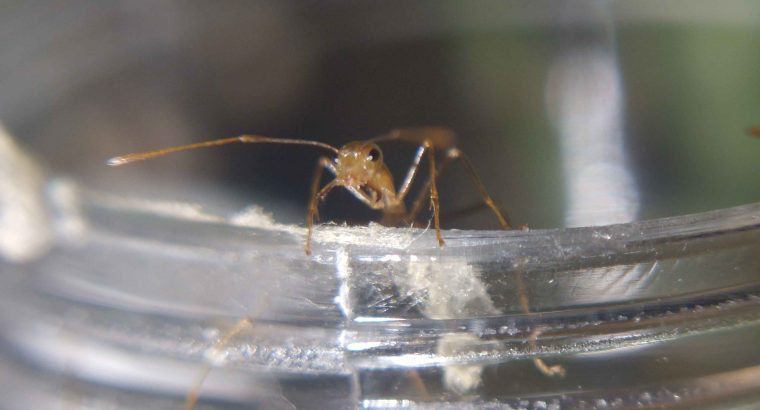 Myrmecia and oecophylla colonies for sale