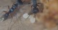 Myrmecia and oecophylla colonies for sale