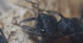Myrmecia and oecophylla colonies for sale