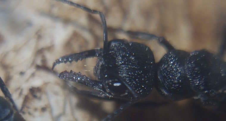 Myrmecia and oecophylla colonies for sale