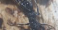 Myrmecia and oecophylla colonies for sale